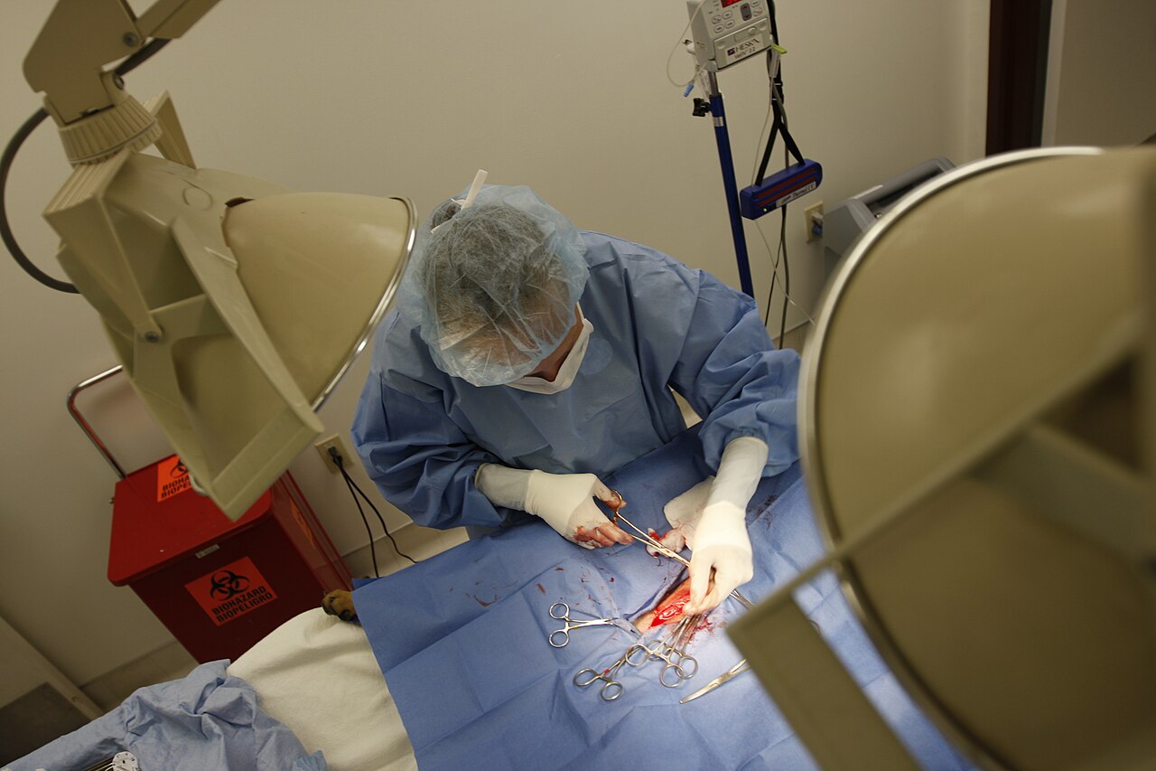 Veterinary surgery in progress